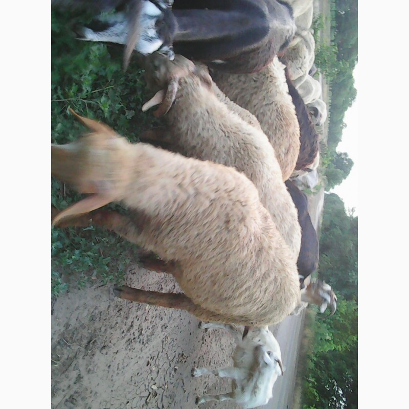 Фото 5. Продам баранину.овечью и козью брынзу