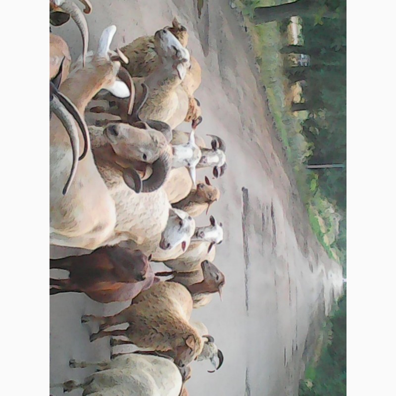 Фото 6. Продам баранину.овечью и козью брынзу