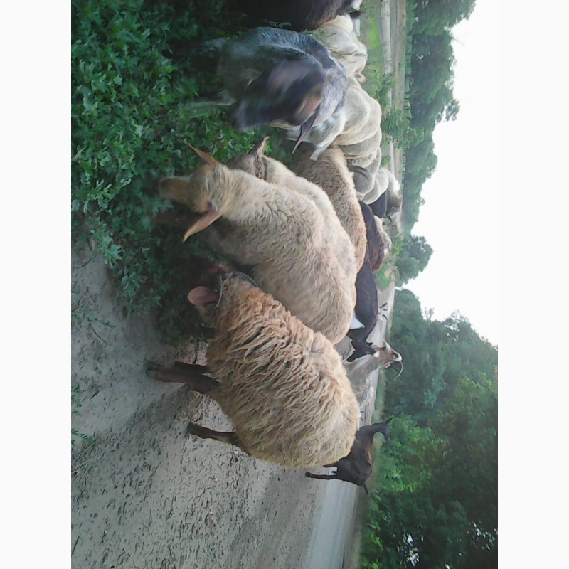 Фото 7. Продам баранину.овечью и козью брынзу