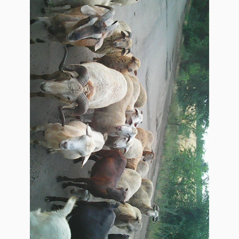 Фото 8. Продам баранину.овечью и козью брынзу