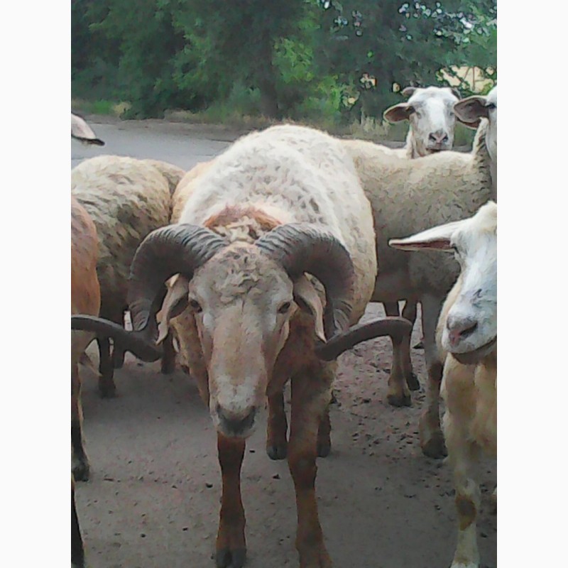 Фото 9. Продам баранину.овечью и козью брынзу
