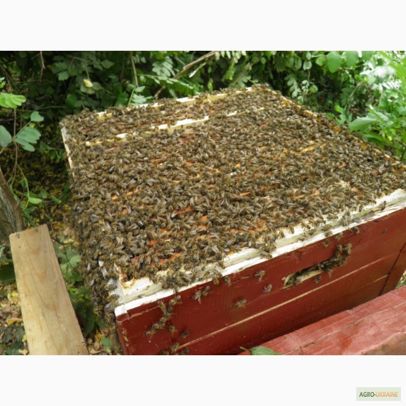 Купить пчелопакеты в воронежской области. Пчелопакеты. Пчелопакет. Пчелы без хлопот.