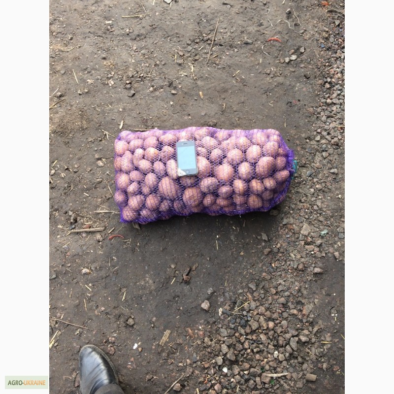Фото 2. Продам посадочную картошку, сорт санте, пикасо, рокко 30 тонн