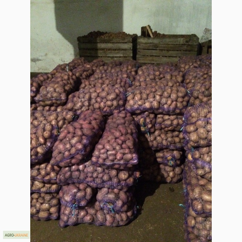 Фото 3. Продам посадочную картошку, сорт санте, пикасо, рокко 30 тонн