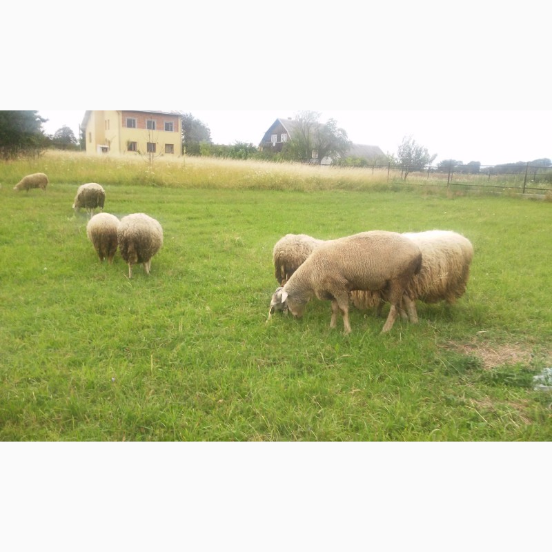 Фото 2. Продам овець породи мериноланд