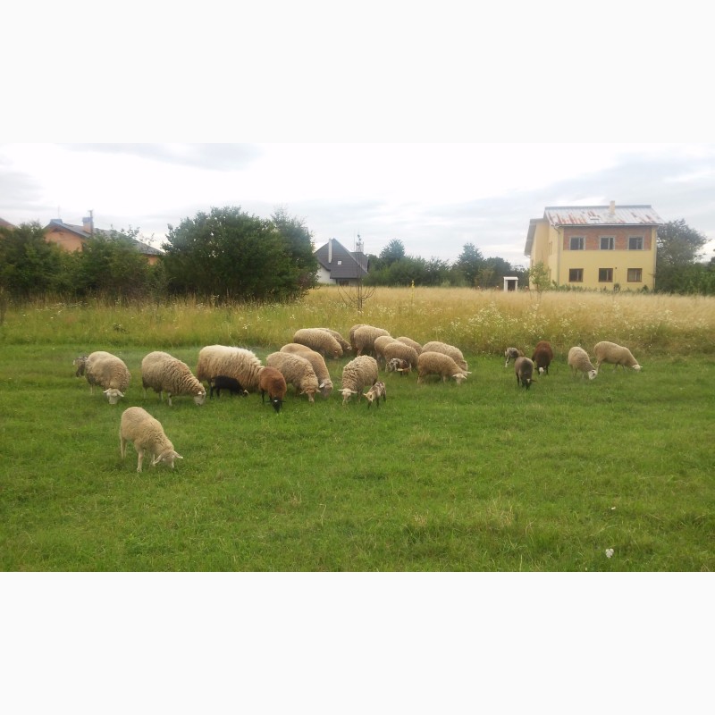 Фото 3. Продам овець породи мериноланд