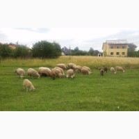 Продам овець породи мериноланд