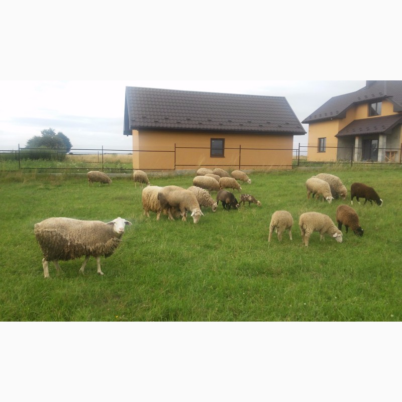 Фото 4. Продам овець породи мериноланд