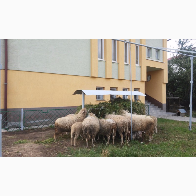 Фото 5. Продам овець породи мериноланд