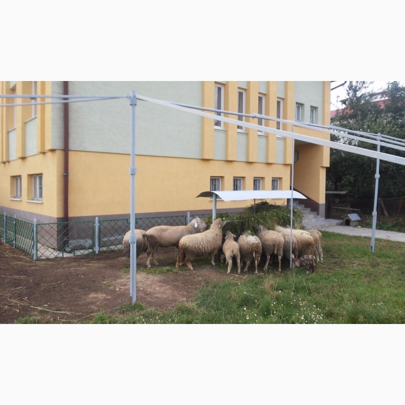 Фото 6. Продам овець породи мериноланд