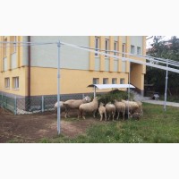 Продам овець породи мериноланд