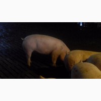 Продам свиней м#039;ясних порід