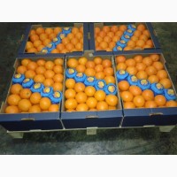 Продаем Апельсины из Греции