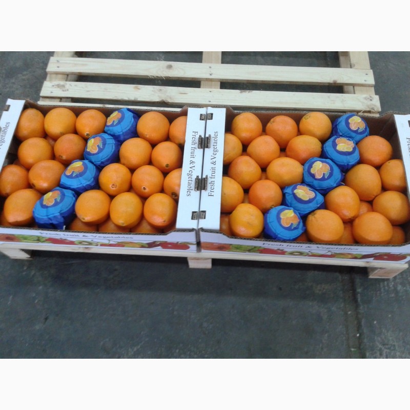 Фото 5. Продаем Апельсины из Греции