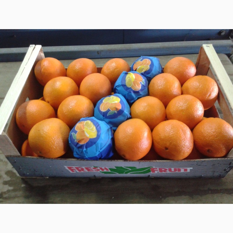 Фото 6. Продаем Апельсины из Греции