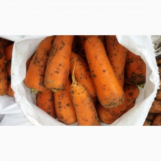 Продам морковь сорт Абако крупная