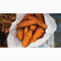 Продам морковь сорт Абако крупная