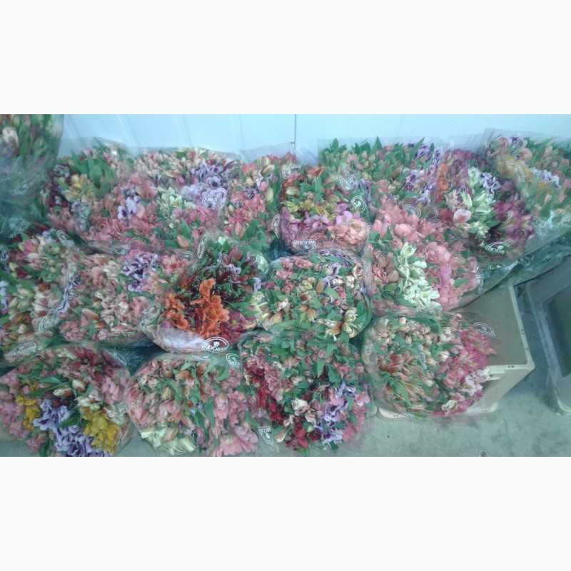 Фото 2. Лілії, калли, тюльпани, іриси, оптом
