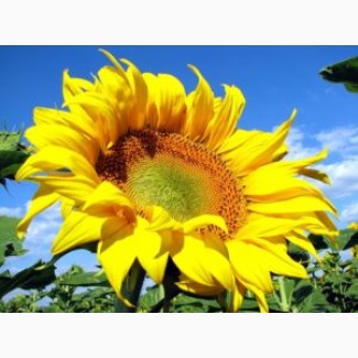 Продам семена подсолнечника Заграва, Матадор, Украинское солнышко