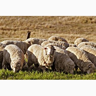 Продам овец меренос