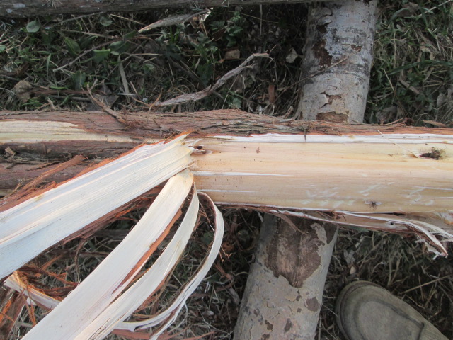 Фото 2. Можжевельник древесина, ветки, иглы, хвоя