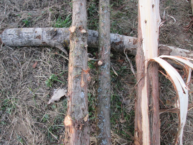 Фото 4. Можжевельник древесина, ветки, иглы, хвоя