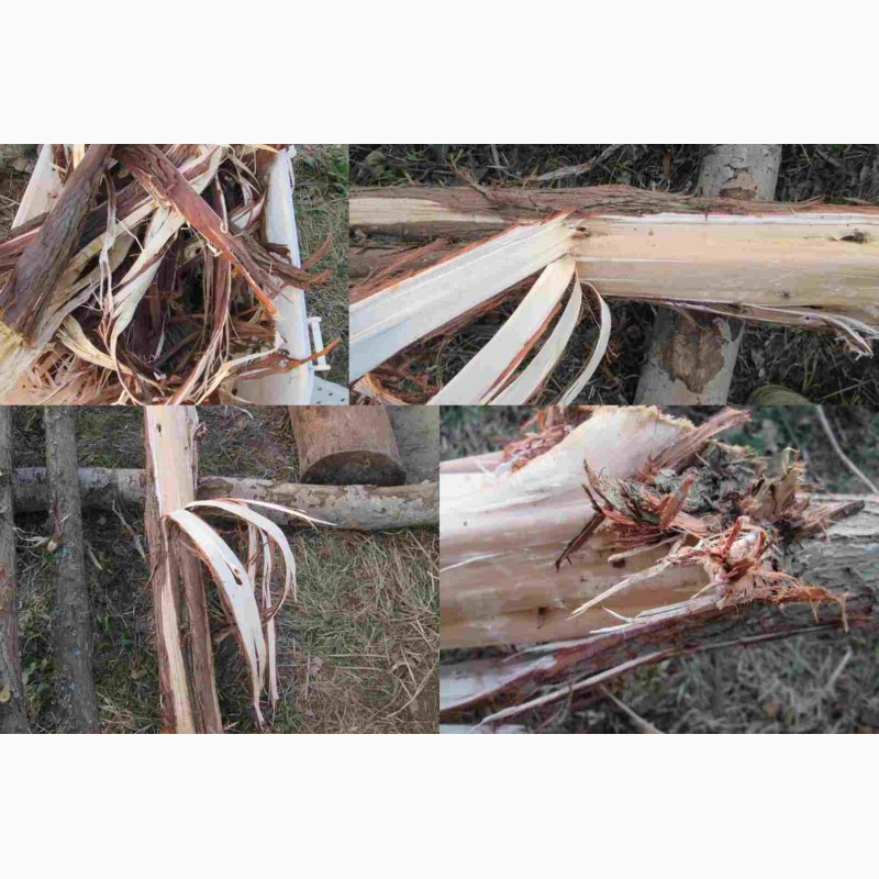 Фото 5. Можжевельник древесина, ветки, иглы, хвоя