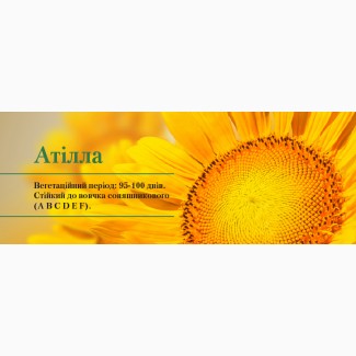 Насіння соняшнику Атілла (95 – 100 дн.) / Гибрид подсолнуха Атилла