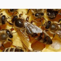 Продам плодных пчеломаток 2018 года вывода
