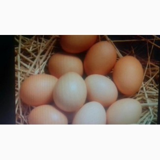 Продам яйца куриные домашние, Житомирская обл