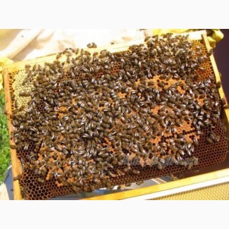 Пчелосемьи, ульи, отводки, рамки с пчёлами