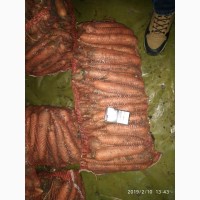 Продать Морковь сорта Боливар, Абака