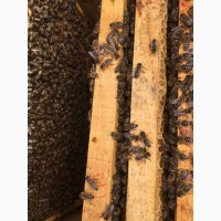 Продаємо Бджолопакети карпатської породи 2020
