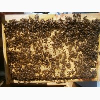 Продам бджолосімї 30 сімї