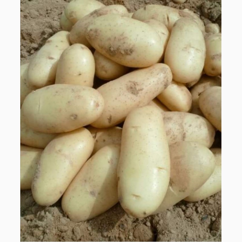 Фото 2. Продам товарный картофель, сорт Граната