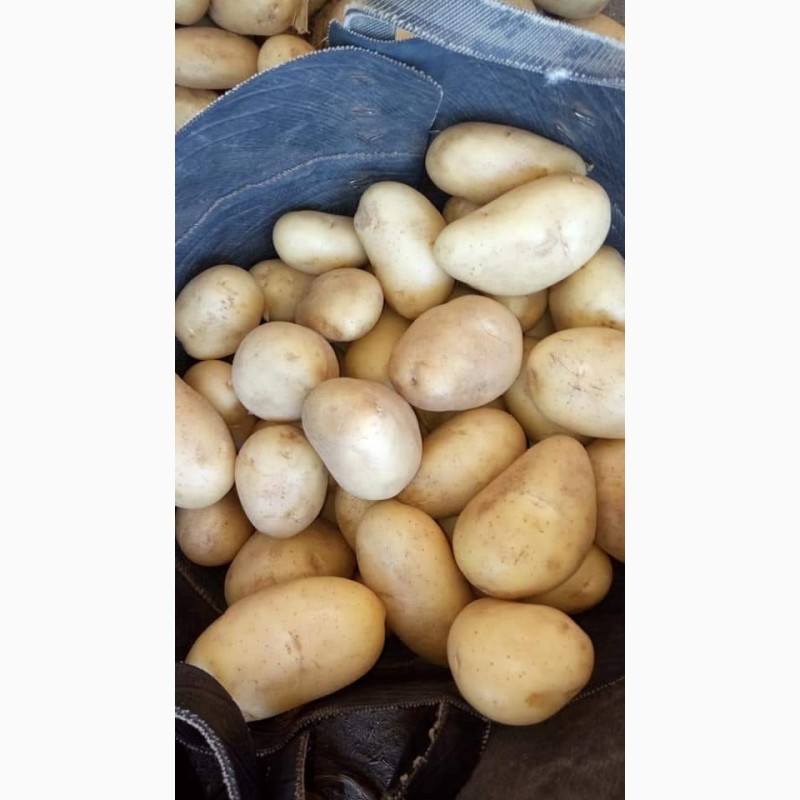 Фото 3. Продам товарный картофель, сорт Граната