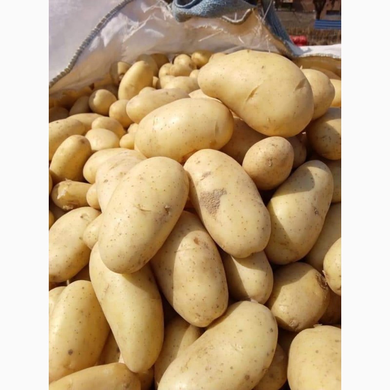 Фото 4. Продам товарный картофель, сорт Граната