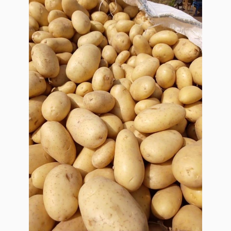 Фото 5. Продам товарный картофель, сорт Граната