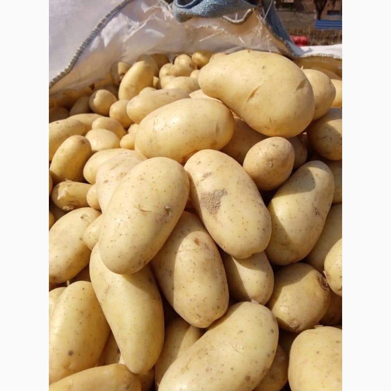 Фото 7. Продам товарный картофель, сорт Граната