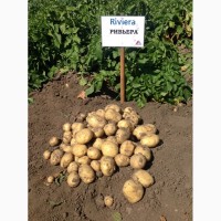 Продаем семенной картофель Ривьера I и II репродукции. Отправка по всей Украине