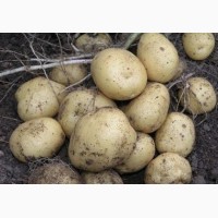 Продаем семенной картофель Ривьера I и II репродукции. Отправка по всей Украине