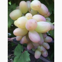 Продам столовый виноград элитных сортов