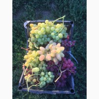 Продам столовый виноград элитных сортов