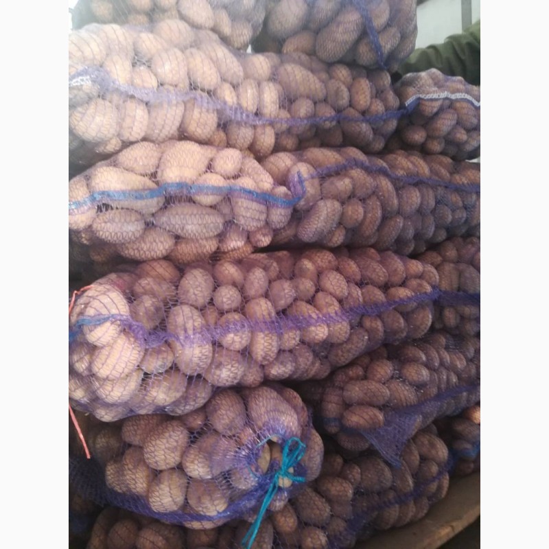 Фото 5. Картопля свіжа урожаю, Королева Анна 2019