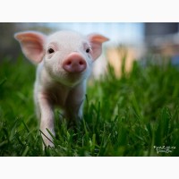 Продам Корм для свиней Жмых (шрот, макуха) от 500 кг.Доставка