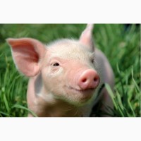 Продам Корм для свиней Жмых (шрот, макуха) от 500 кг.Доставка