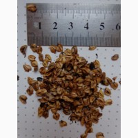 Семена Метасеквойя (1гр - 20грн)