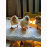 Продаю цыплят Испанки (Голошейки) и бройлеров РОСС-308