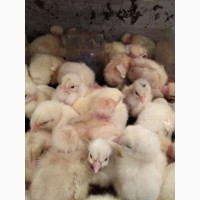 Продаю цыплят Испанки (Голошейки) и бройлеров РОСС-308