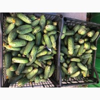 Продам грунтові огірки сорту Амур для консервації або засолки